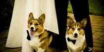 wedding photo - How to Conduct a Wedding Ceremony for Your Pet
