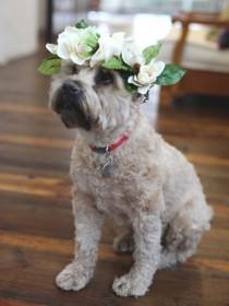 wedding photo - A Flower Dog! 