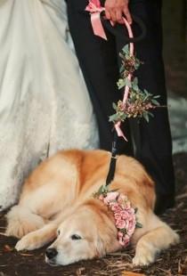 wedding photo - Свадьба Животных