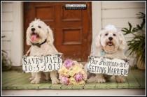 wedding photo - Hochzeits-Tiere