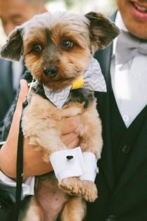 wedding photo - Puppy Manschettenknöpfe # weddingpet