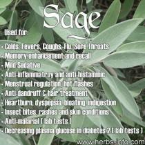wedding photo - ❤ Herb Of The Day: Sage ❤ 