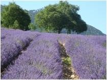 wedding photo - Inspiration for a French Lavender Wedding