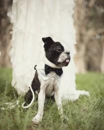 wedding photo - Mariage noir et blanc chiot ...