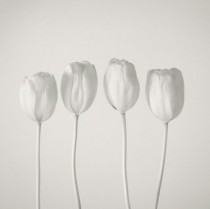 wedding photo - White Tulips 