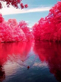 wedding photo - In the middle of the sea surrounded by pink trees