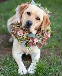 wedding photo - A Flower Wreath For Your Wedding Dog