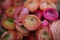 wedding photo - Английский Ranunculus - Выглядит Достаточно Хорошо, Чтобы Съесть!