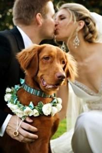 wedding photo - Dogs At Weddings