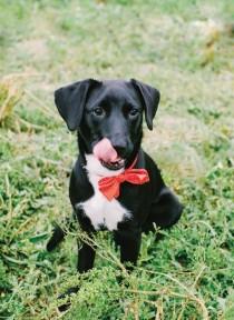 wedding photo - Pup In A Bow Tie 