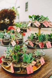 wedding photo - Potted Succulents - Favors 