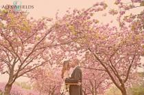 wedding photo - Cherry Blossoms .... Engagement Session 