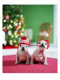 wedding photo - Christmas Puppies 