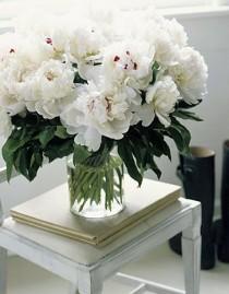 wedding photo - نباتات الفاونيا أبيض / /