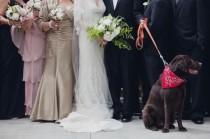 wedding photo - الحيوانات الزفاف