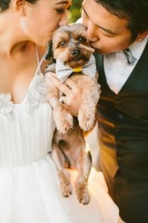wedding photo - (Dogs At Weddings)