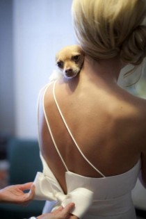 wedding photo - Собаки на свадьбе