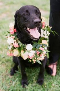 wedding photo - Hochzeits-Tiere