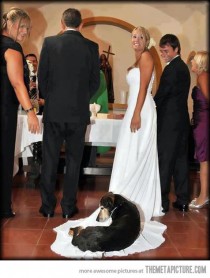 wedding photo - حفلات الزفاف - حيوانات أليفة