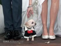 wedding photo - Pudding The Dog - London