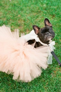 wedding photo - Wedding Pets 