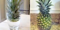 wedding photo - How to Grow a Pineapple