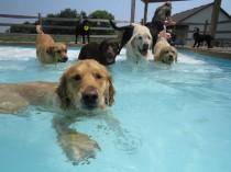 wedding photo - Una fiesta en la piscina... ¡Para perros!