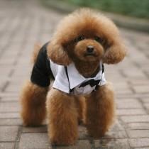 wedding photo - 5 Sizes Pet Dog Puppy Teddy Tuxedo Suit Bow Tie Collared Shirt Wedding Outfit S/M/L/XL/XXL