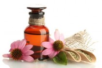 wedding photo - Echinacea – A Powerful Antibiotic Given By The Nature