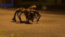 wedding photo - El terrorífico perro araña: la broma que ha revolucionado Youtube