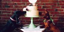 wedding photo - These Dogs Are Having A Fancier Wedding Than You