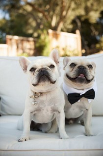 wedding photo - 21 Impossibly Adorable Wedding Day Dogs