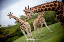 wedding photo - Inspiration mariage safari Chic : Les petites écharpes + Louise Valentine