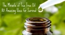 wedding photo - Essential Oils For Survival – 80 Tea Tree Oil Uses