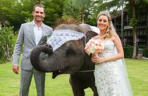 wedding photo - Animals At Weddings