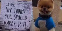 wedding photo - When Jiff The Pomeranian Helps Pop The Question, There Is Only One Answer