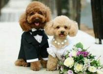 wedding photo -  Wedding Photo