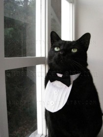 wedding photo - Cat Tuxedo - Classic Black Tie