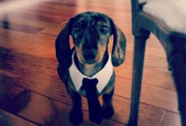 wedding photo - Custom Pet Necktie Collar, Dog Tie Collar, Dog Necktie, Dog Clothes, Dog Wedding Collar, Cat Tie Collar, Cat Necktie