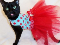 wedding photo - Cat Clothes Retro Red and Turquoise Polkadot Tutu Cat Dress with Swarovski Crystals pet clothing cat clothing pet clothes