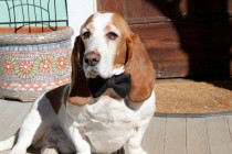 wedding photo - Wing collar & black butterfly bow tie set  Dog tux collar and bow Pet dog wedding tuxedo shirt collar with detachable black bowtie (MS-MM)
