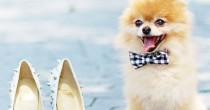wedding photo - 21 Impossibly Adorable Wedding Day Dogs