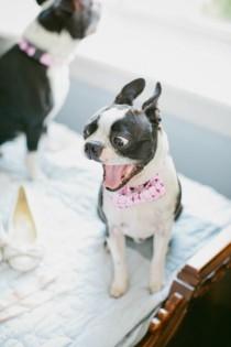 wedding photo - ● Dogs ➋ ●