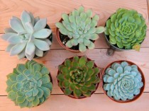 wedding photo - Succulent Plant Collection - 6 Succulent Rosette Shapes for Wedding Bouquets, Wedding Cake Toppers, Centerpieces, Succulent Container