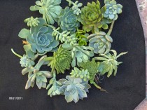 wedding photo - Succulent Wedding Favors - A Collection of 24 Succulent Cuttings Great for Wreath Making, Bouquets, Party Favors, Wedding Favors