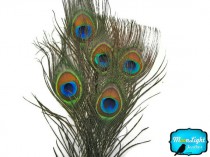 wedding photo - Small Peacock Feathers, 10 Pieces - SMALL NATURAL Peacock Tail Eye Feathers : 353