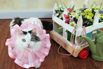 wedding photo - Tutu Cat/Dog Collar...Pet Collar...Pet Tutu...Wedding Tutu...Flower Girl Tutu