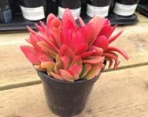 wedding photo - Succulent Plant. Campfire Plant. Fire red and orange  Adds color accent to drought resistant landscape.