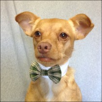 wedding photo - Green Plaid Pet Bow Tie with a  White Shirt Collar