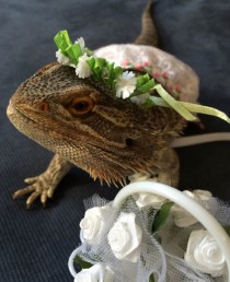 wedding photo - Handmade Flower Girl Costume for Bearded Dragons